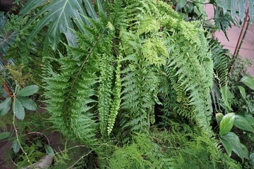 Greenhouse with growing palm trees, ferns and other tropical plants in Ukraine