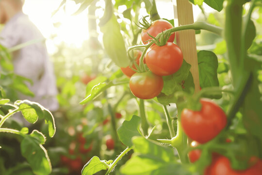 Ripe tomatoes on the vine in a sunny garden with gardener in the background