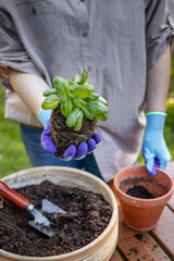 Woman with gardening glove planting basil herb plant into flower pot on table in garden