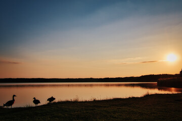 Sunset over the Lake - Landscape - Beautiful - Sunrise over Sea - Colorful - Reed - Clouds - Sky - Sundown - Sun