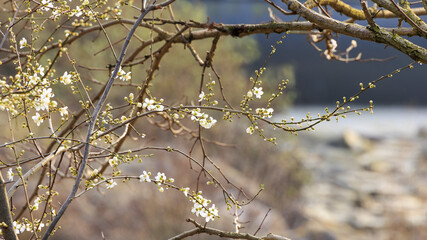 The first blossoms of a sloe bush in spring on the bridge over the Wertach river in Göggingen, a...