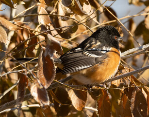 Spotted Towhee on a branch