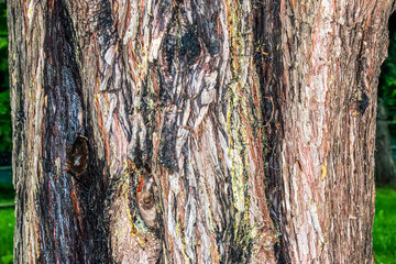 Background of the bark of the cypress tree Cupressocyparis leylandii in Latin.