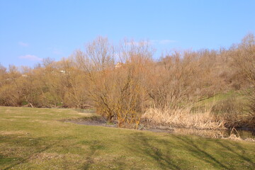 A field with trees and grass