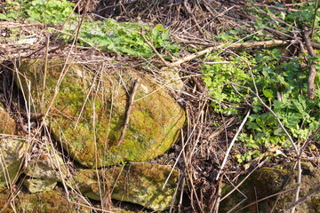 A close-up of some moss