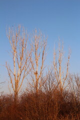A group of trees with no leaves