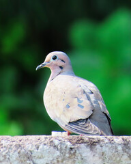 beautiful wood dove birds posing on the roof on a sunny day with blue sky.