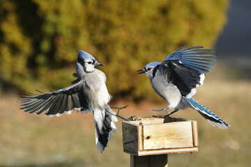 Blue Jays fighting over food