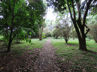 natural landscapes with trees of various species, ornamental, native, fruit trees that are part of the tropical forest