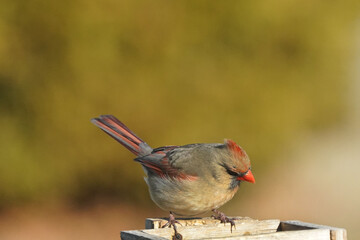 Female Cardinal on box in bright winter sun