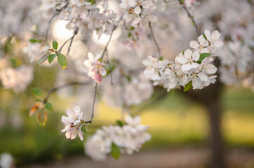 Beautiful spring flowers nature scene of cherry apple blossoms