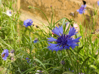 Bengali Blossoms: Centaurea cyanus, কর্নফ্লাওয়ার