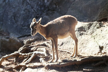 cabri de chamois au soleil