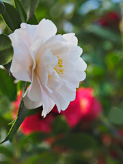 Beautiful Focus Stacked White Camellia Growing in an Camellia Garden - 753779064