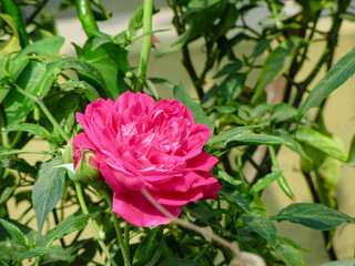 Bengali Blossoms: Rose, গোলাপ