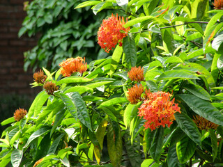 Bengali Blossoms: Ixora, রঙ্গন