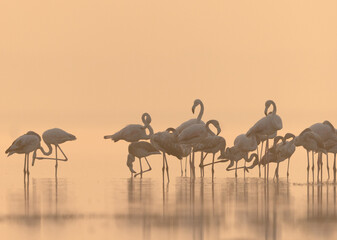 Greater Flamingos preening during sunrise at Bhigwan bird sanctuary, India