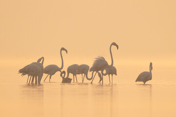 Greater Flamingos during misty morning at Bhigwan bird sanctuary, India