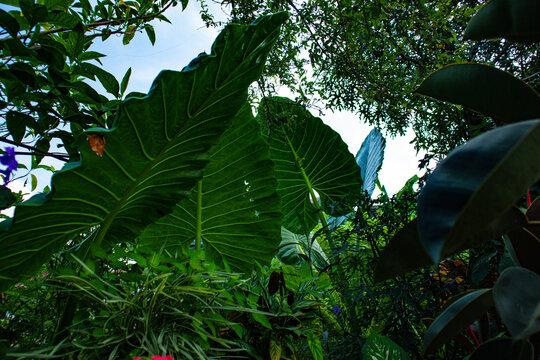 Taro leaves a.k.a daun talas (Colocasia Esculenta) are known as ornamental plants, growing in tropical areas.