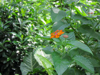 Bengali Blossoms: Lantana camara, লান্টানা