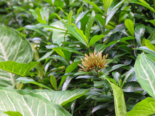Bengali Blossoms: Ixora, রঙ্গন