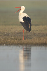 White stork with open bill at Bhigwan bird sanctuary, Maharashtra