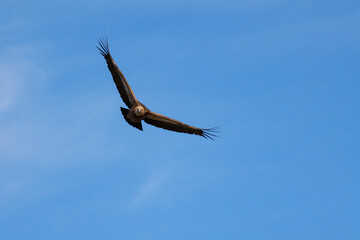 Buitre leonado (gyps fulvus) volando batiendo las alas con fondo de cielo azul en Alcoy, España