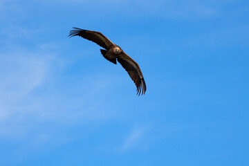 Buitre leonado (gyps fulvus) volando batiendo las alas con fondo de cielo azul en Alcoy, España