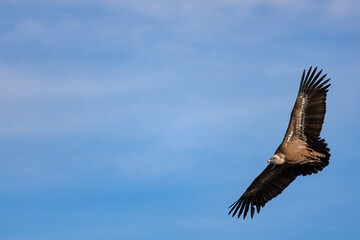 Detalle de buitre leonado volando, gyps fulfus, desde abajo con las alas extendidas y espacio...