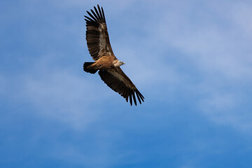 Detalle de buitre leonado volando, gyps fulfus, desde abajo con las alas extendidas y espacio negativo. Alcoy, España
