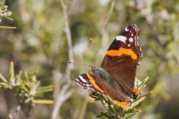 Mariposa Vanessa atalanta posada en arbusto de romero (Rosmarinus officinalis L.). Alcoy, España