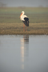 White stork and reflection on water at Bhigwan bird sanctuary, Maharashtra