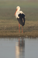 Portrait of a White stork and reflection on water at Bhigwan bird sanctuary, Maharashtra