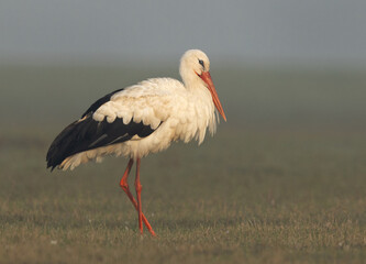 Closeup of a White stork at Bhigwan bird sanctuary, Maharashtra