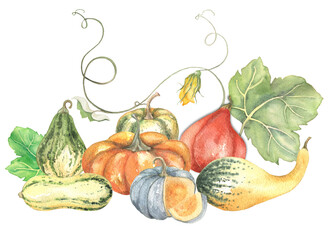 Pumpkin and vegetables watercolor isolated illustration background