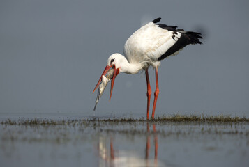 White stork with a big fish catch at Bhigwan bird sanctuary, Maharashtra