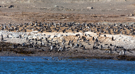 Photo of African penguins