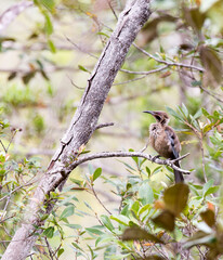 A photo of helmeted friarbird on tree
