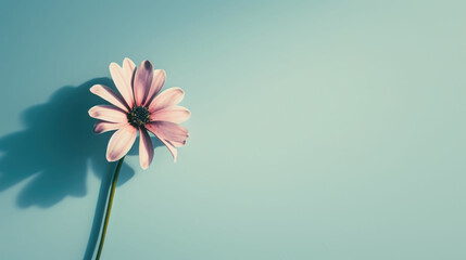 a pink flower on a blue background with a shadow of a person's hand on the side of the flower.