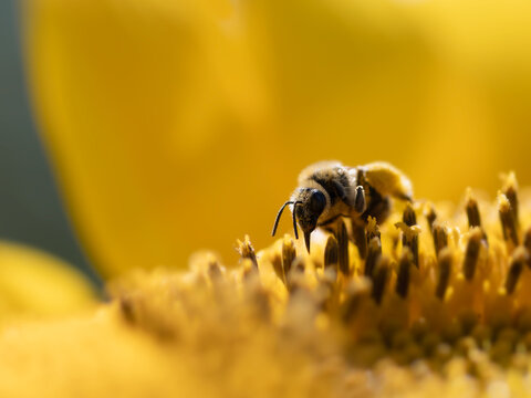 A tiny been collects pollen from a bright, yellow sunflower.