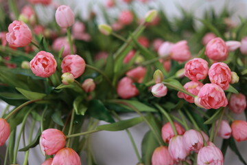 Pink tulip. pink tulips in a snow-white bath.