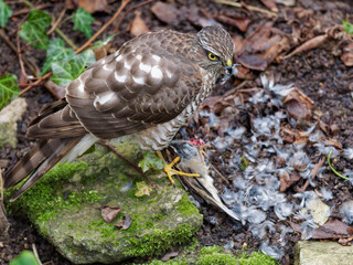 Habicht, Accipiter gentilis, mit Beute