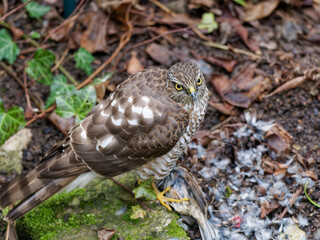 Habicht, Accipiter gentilis, mit Beute
