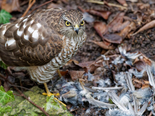 Habicht, Accipiter gentilis, mit Beute