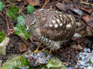 Habicht, Accipiter gentilis, mit Beute