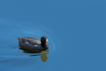 An black American Coot swimming alone on blue lake water