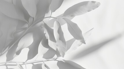 Serene White Leaves Artistic Shadow Play on a Monochrome Background