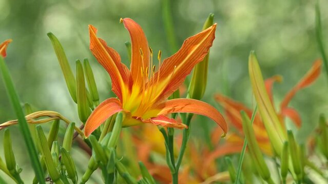 Lilium (members of which are true lilies)