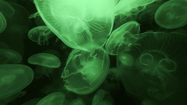 Beautiful jellyfish floating