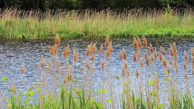 Reeds on the river bank. Scirpus is genus of grass-like species, sedge family Cyperaceae many with common names club-rush, wood club-rush or bulrush (see also bulrush for other plant genera so-named).